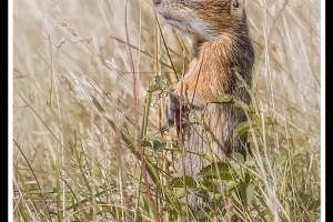 Ziesel