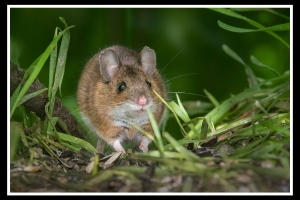 Maus