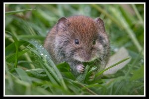 Erdmaus