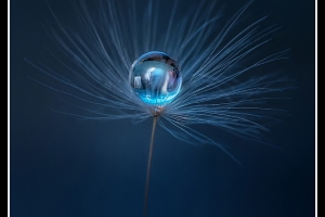 Löwenzahn mit Wassertropfen