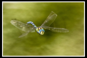 Libelle