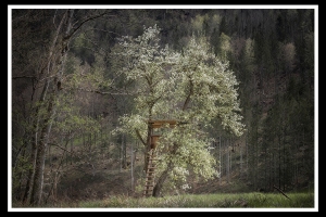 Hochstand im Frühling