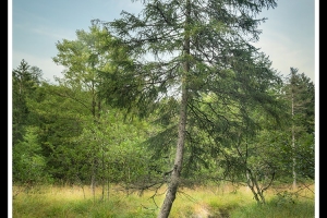 Bachlauf