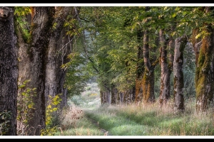 Allee