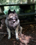 "Balu" von Christine Zrnjanowitsch