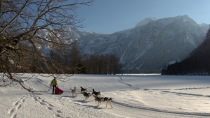 Hunde unterwegs